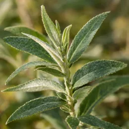 Buddleia 'Butterfly candy little bubblegum' (Buddleja davidii) — gros plan de tige avec feuilles allongées vertes