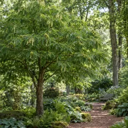 Châtaignier à feuille de fougère 'Aspleniifolia' (Castanea savita) — arbre au feuillage fin près d'un sentier de jardin · Photo d'illustration