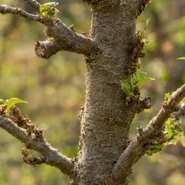 Pommier 'Mm106' (Malus domestica) — tronc avec jeunes bourgeons et petites feuilles · Photo d'illustration