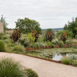 Balisier pourpre 'Triomphe' (Canna × generalis) — massif de plantes exotiques rouges au bord d'un bassin
