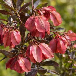 Dodonea 'Purpurea' (Dodonea viscosa) — grappe dense de fruits ailés rouges sur rameau · Photo d'illustration