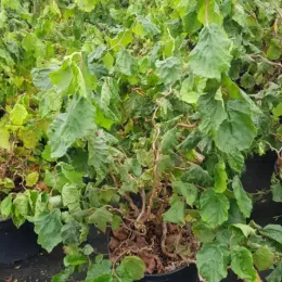 Noisetier tortueux nain 'Jww9' (Corylus avellana) — arbuste tortueux au feuillage dense en pot · Pot 8L Touffe