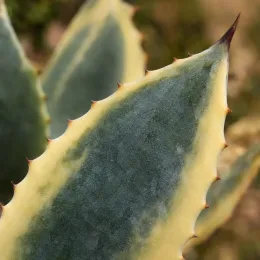 Agave '(cv. shoji-raijin) f. variegata' (Agave potatorum) — gros plan de feuilles charnues panachées épineuses