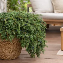 Genévrier commun 'Corielagen' (Juniperus communis) — arbuste retombant en pot tressé sur terrasse