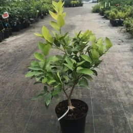 Citron vert (Citrus latifolia) — jeune arbuste en pot noir sur allée de pépinière · Pot 5L Tige