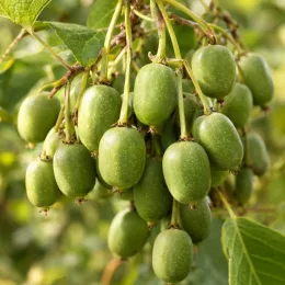 Kiwaï 'Issaï' (Actinidia arguta) — grappes de petits fruits verts ovales · Photo d'illustration