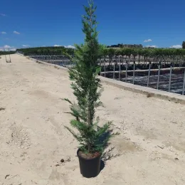 Cyprès de Leyland (Cupressocyparis leylandii) — conifère élancé en pot sur terrain sablonneux · Pot 15L