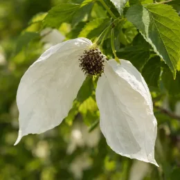 Arbre aux mouchoirs 'Vilmoriniana' (Davidia involucrata) — fleurs retombantes aux grandes bractées blanches · Photo d'illustration