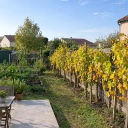 Cépage blanc 'Chenin' (Vitis vinifera) — rang de vignes palissées le long d'un jardin · Photo d'illustration