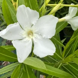 Laurier rose 'Album maximum' (Nerium oleander) — gros plan sur grande fleur blanche et feuillage