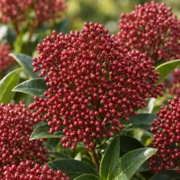 Skimmia du japon 'Rubella' (Skimmia japonica) — grappes serrées de boutons rouges au-dessus de feuilles vertes · Photo d'illustration