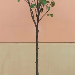 Poirier 'Nashi' (Pyrus pyrifolia) — jeune arbre au tronc droit contre mur uni · Pot 10L Tige