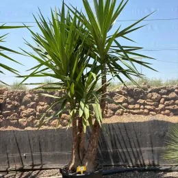 Yucca pied d'éléphant (Yucca elephantipes) — grand sujet à plusieurs troncs en pot noir · Pot 30L
