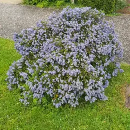 Ceanothe Rampant (Ceanothus thyrsiflorus) — arbuste arrondi couvert de grappes de fleurs bleues · Pot 3L