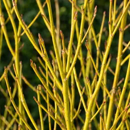 Cornouiller soyeux 'Flaviramea' (Cornus stolonifera) — rameaux dressés et denses à écorce jaune · Photo d'illustration
