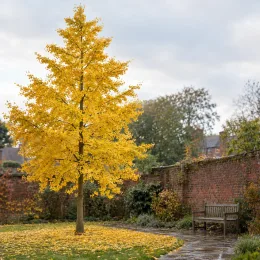 Arbre aux quarante écus 'Autumn gold' (Ginkgo biloba) — grand arbre au feuillage jaune dans un jardin · Photo d'illustration