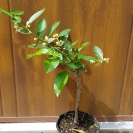 Kumquattier rond 'Hindsii' (Citrus fortunella) — jeune arbuste en pot avec petites fleurs blanches · Pot 1.5L Tige