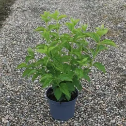 Seringat (Philadelphus coronarius) — Pot 3L, photo 6