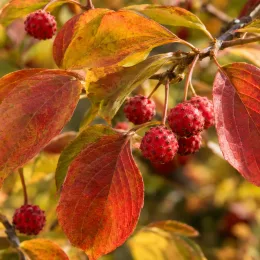 Cornouiller du japon 'Teutonia' (Cornus kousa) — rameau avec fruits rouges bosselés et feuilles orangées · Photo d'illustration