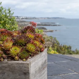 Joubarbe strawberry kiwi 'Chick charms strawberry kiwi' (Sempervivum) — succulente compacte en bac bois devant la mer · Photo d'illustration