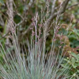 Herbe à balaismulticolore 'Standing ovation' (Schizachyrium scoparium) — touffe de graminée avec fines hampes fleuries