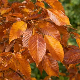 Charme commun 'Orange retz' (Carpinus betulus) — feuilles d’arbre aux teintes orangées et brunes · Photo d'illustration