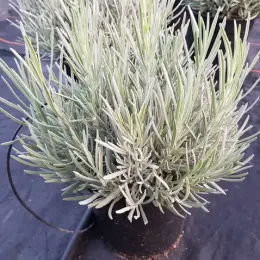 Lavandin 'Dutch lavander' (Lavandula intermedia) — touffe dense de feuillage linéaire en pot · Pot 3L Touffe