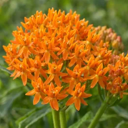 Asclépiade tubéreuse (Asclepias tuberosa) — ombelle dense de fleurs orangées en gros plan