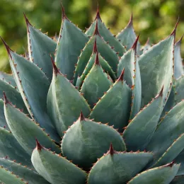 Agave des montagnes 'Hybride' (Agave montana) — rosette dense de feuilles charnues épineuses vert bleuté · Photo d'illustration