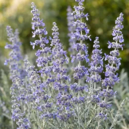 Sauge de sibérie 'Silvery blue' (Perovskia atriplicifolia) — épis floraux dressés bleu violacé, feuillage argenté · Photo d'illustration