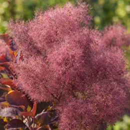 Arbre à perruque 'Magical ® torch' (Cotinus coggygria) — grande panicule plumeuse rose violacé en gros plan · Photo d'illustration