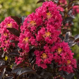Lilas des indes 'Violet lord' (Lagerstroemia indica) — grappes de fleurs rose vif sur feuillage sombre