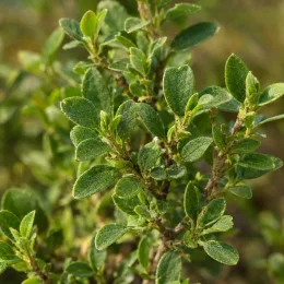 Sauge gregii 'Alba' (Salvia gregii) — gros plan sur feuillage vert dense · Photo d'illustration