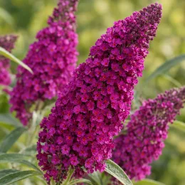 Buddleia 'Butterfly candy little magenta' (Buddleja davidii) — gros plan sur panicules de petites fleurs magenta