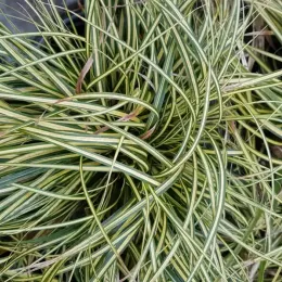 Laîche d'Oshima (Carex oshimensis) — gros plan de longues feuilles panachées · Pot 2.5L Touffe