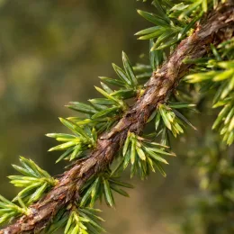 Genévrier commun 'Corielagen' (Juniperus communis) — gros plan sur rameau avec aiguilles serrées