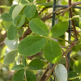 Akébie 'Cream form' (Akebia quinata) — feuilles composées vertes sur tiges grimpantes · Photo d'illustration