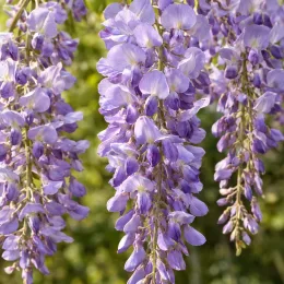 Glycine du japon 'Issai' (Wisteria floribunda) — longues grappes de fleurs mauves retombantes · Photo d'illustration