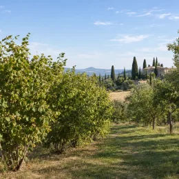 Noisetier segorbe 'Segorbe' (Corylus avellana) — rangées d’arbustes au bord d’un champ · Photo d'illustration