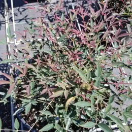 Bambou sacré 'Flirt murasaki' (Nandina domestica) — arbuste dense aux feuilles vertes et rouges en pot · Pot 3L Touffe