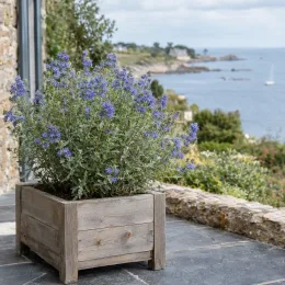 Barbe-bleue 'Heavenly baby' (Caryopteris clandonensis) — arbuste fleuri en bac bois sur terrasse côtière · Photo d'illustration