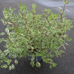 Cornouiller blanc 'Elegantissima' (Cornus alba) — arbuste variegé en pot sur sol asphalté · Pot 7.5L