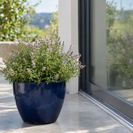 Menthe de gattefossé (Mentha gattefossei) — plante florifère en pot bleu sur terrasse · Photo d'illustration