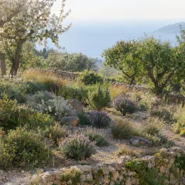 Lavande papillon (Lavandula) — massif de plantes méditerranéennes sur restanques pierreuses · Photo d'illustration