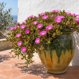 Carpobrotus 'Pink' (Carpobrotus edulis) — plante retombante en pot vernissé sur terrasse · Photo d'illustration