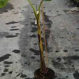 Bananier du Japon (Musa) — grand plant vert tuteuré en pot noir · Pot 6L