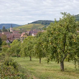 Pommier 'Perasse de nay' (Malus domestica) — verger d'arbres fruitiers devant un village · Photo d'illustration