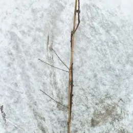 Bois de sainte lucie 'Mahaleb' (Prunus) — jeune tige ligneuse nue attachée sur tuteur · Pot 8L Baliveau