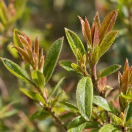 Azalée de chine (Azalea mollis) — jeunes pousses avec feuillage vert et bronze