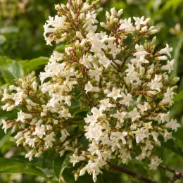 Heptacodion de chine 'Tianshan' (Heptacodium miconioides) — fleurs blanches étoilées en grappes denses · Photo d'illustration
